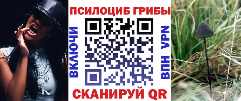 где купить наркотик  Гдов  Галлюциногенные грибы Psilocybe 